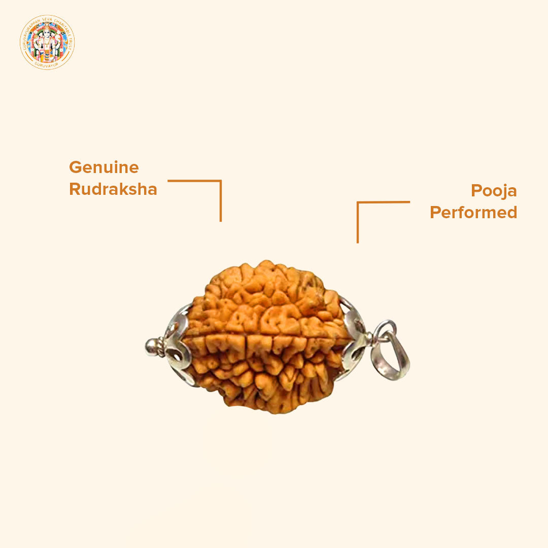 2 Mukhi Indian Rudraksha