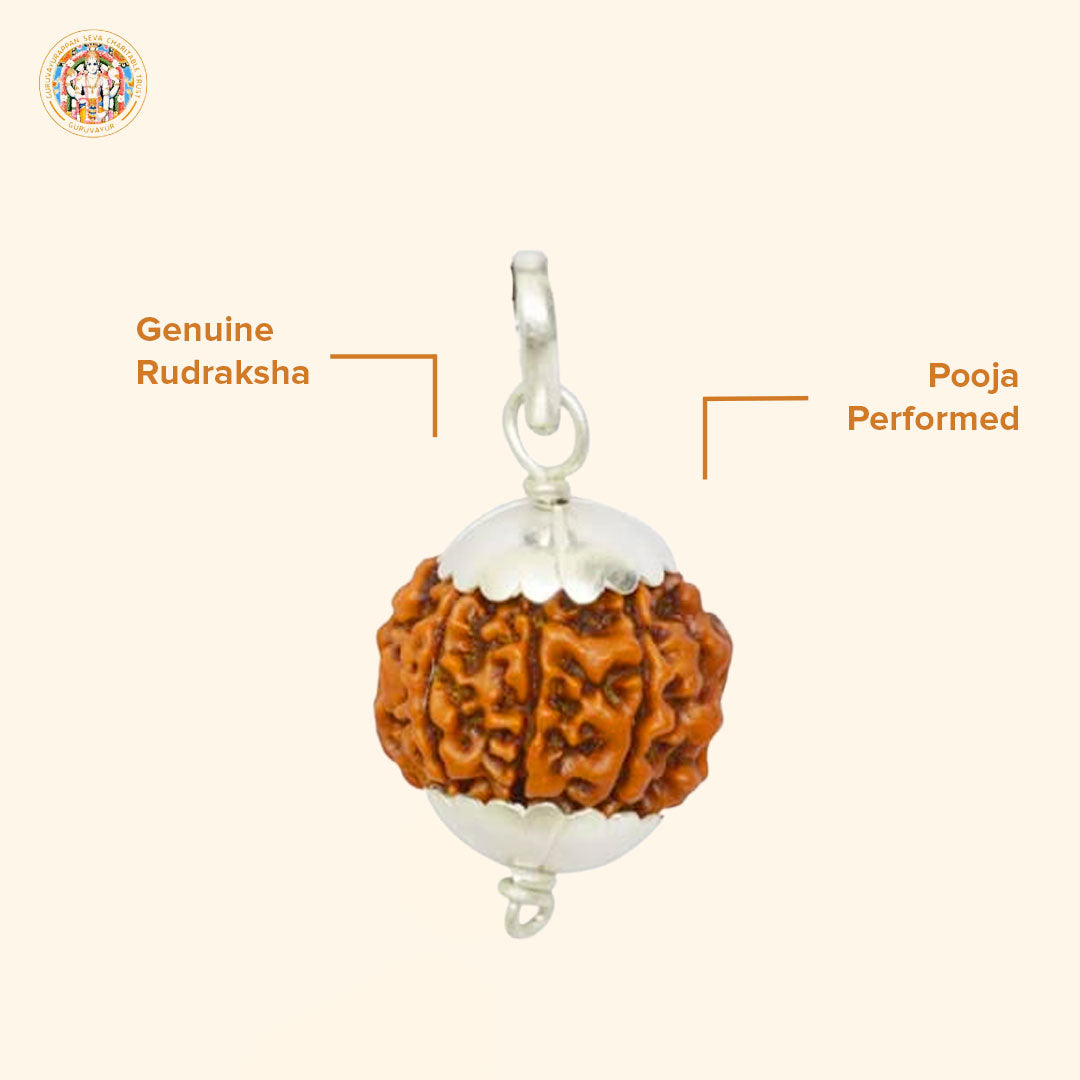 7 Mukhi Indian Rudraksha