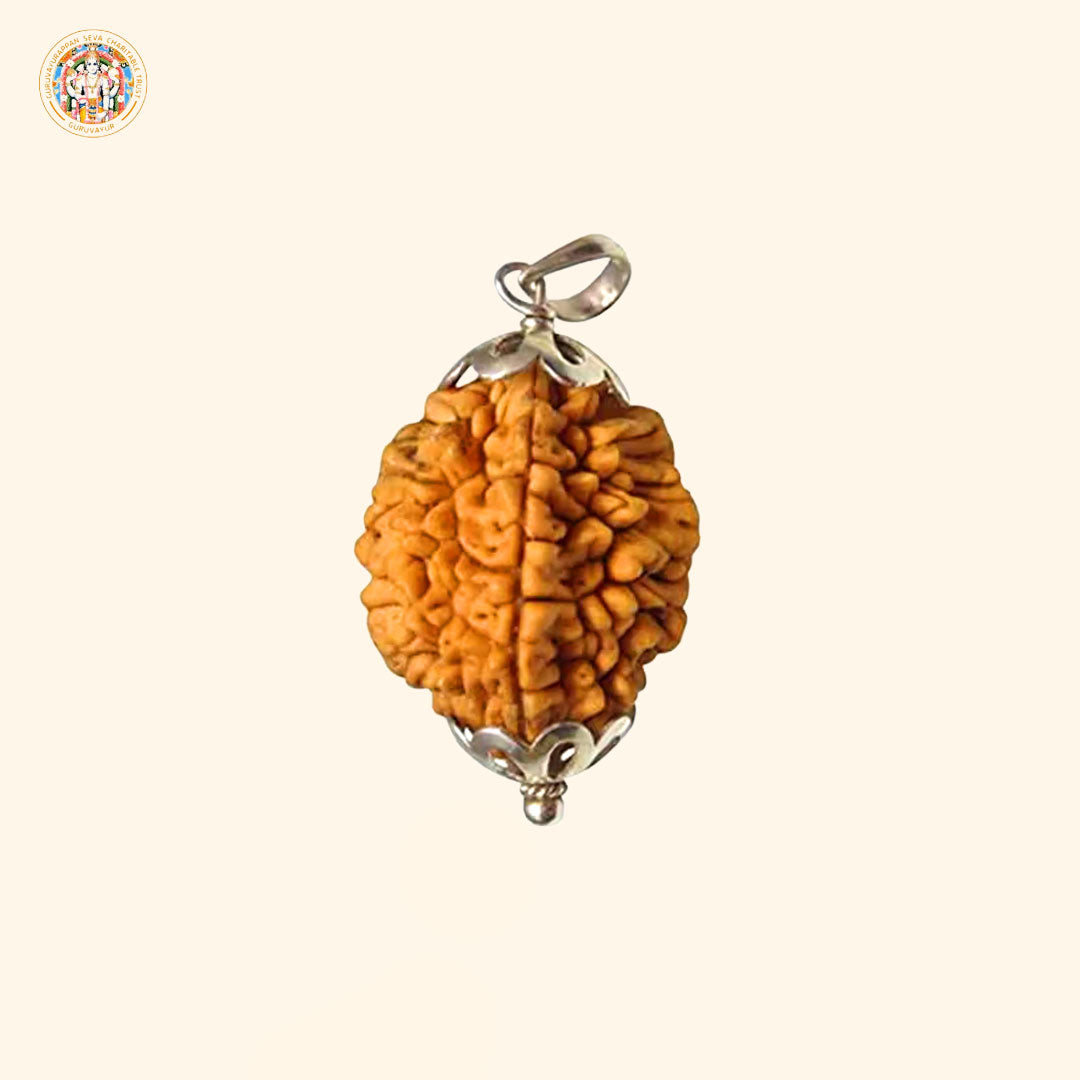 2 Mukhi Indian Rudraksha